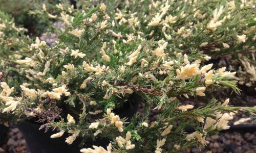 Terülő henyeboróka - Juniperus horizontalis 'Variegata'