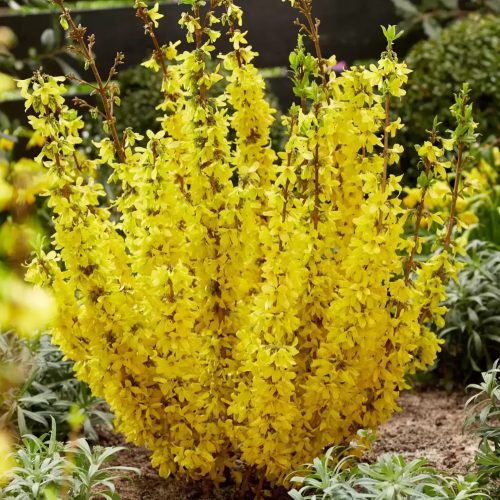 Aranyvessző - Forsythia x intermedia 'Mikador'