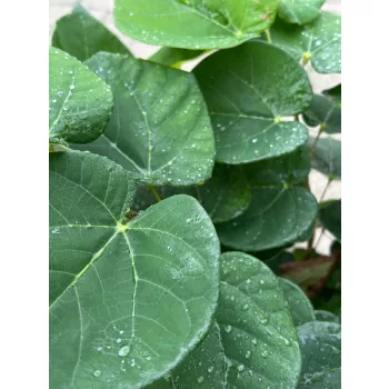   Cercis chinensis 'Avondale' – kínai júdásfa K9,5 50/100