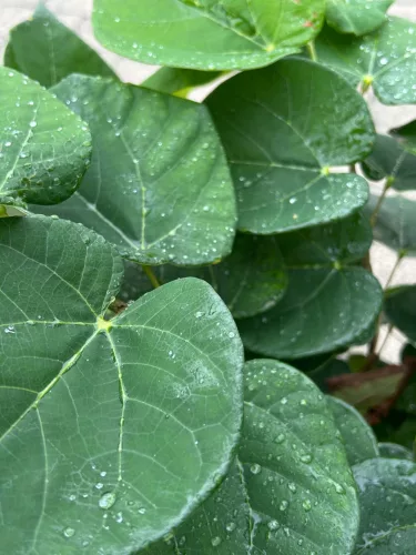 Cercis chinensis 'Avondale' – kínai júdásfa K9,5 50/100