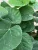 Cercis chinensis 'Avondale' – kínai júdásfa K9,5 50/100