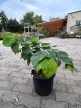 Cercis chinensis 'Avondale' – kínai júdásfa K9,5 50/100