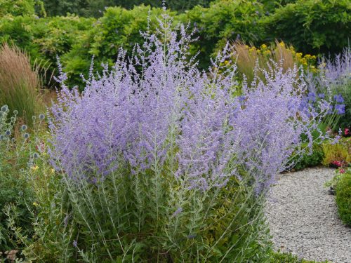 Sudárzsálya - Perovskia atriplicifolia 