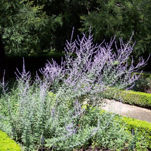 Sudárzsálya - Perovskia atriplicifolia 