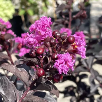   Lagerstroemia indica 'Black Diamond Lavender Lace' - Selyemmirtusz K3 30/40/60