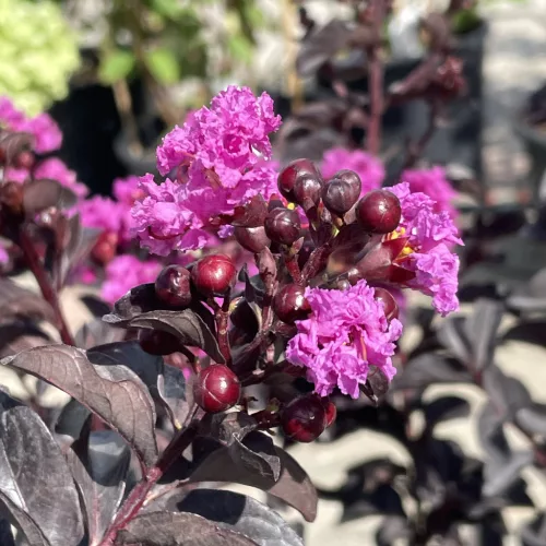 Lagerstroemia indica 'Black Diamond Lavender Lace' - Selyemmirtusz K3 30/40/60