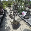 Lagerstroemia indica 'Black Diamond Lavender Lace' - Selyemmirtusz K3 30/40/60