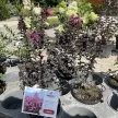 Lagerstroemia indica 'Black Diamond Lavender Lace' - Selyemmirtusz K3 30/40/60