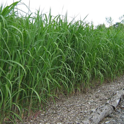 Óriás Japánfű - Miscanthus x giganteus ( M. floridulus)