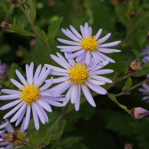 Őszirózsa - Aster ageratoides var. yezoensis ‘Asran’