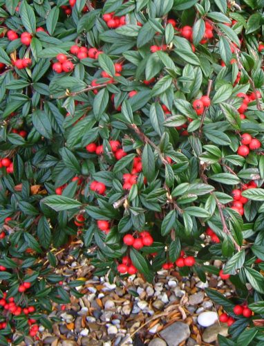 Fűzlevelű madárbirs - Cotoneaster salicifolius 'Herbstfeuer'