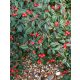 Fűzlevelű madárbirs - Cotoneaster salicifolius 'Herbstfeuer'