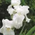 Kerti nőszirom - Iris × germanica 'Immortality'