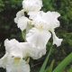 Kerti nőszirom - Iris × germanica 'Immortality'