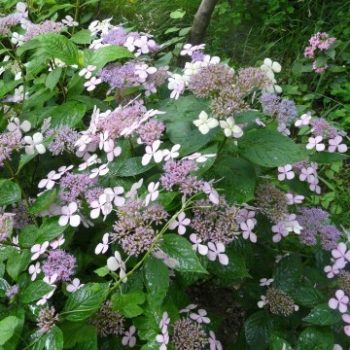   Fűrészeslevelű hortenzia - Hydrangea serrata 'Intermedia'