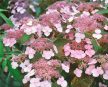 Fűrészeslevelű hortenzia - Hydrangea serrata 'Intermedia'