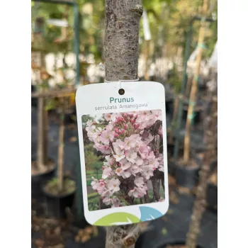   Prunus serrulata 'Amanogawa' – oszlopos japán díszcseresznye K25 3xi 8/10 T220