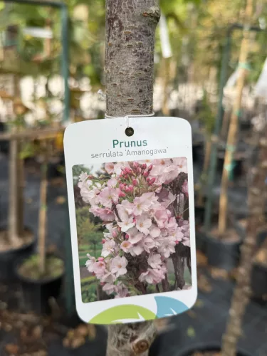 Prunus serrulata 'Amanogawa' – oszlopos japán díszcseresznye K25 3xi 8/10 T220