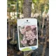 Prunus serrulata 'Amanogawa' – oszlopos japán díszcseresznye K25 3xi 8/10 T220