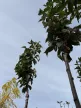 Prunus serrulata 'Amanogawa' – oszlopos japán díszcseresznye K25 3xi 8/10 T220