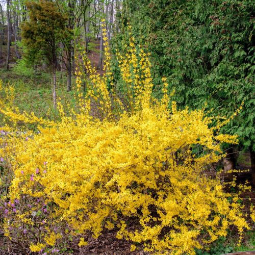 Törpe aranyvessző - Forsythia x intermedia 'Maree d'Or'®