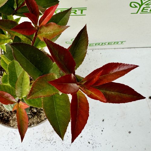 Korallberkenye - Photinia x faseri 'Carre Rouge'