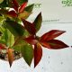 Korallberkenye - Photinia x faseri 'Carre Rouge'