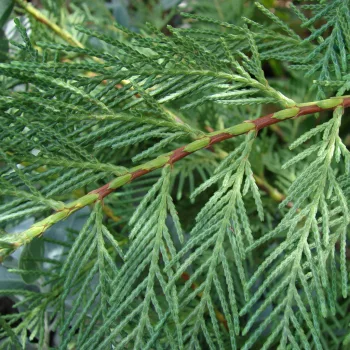 Cupressocyparis leylandii - Leyland ciprus K2 100/120