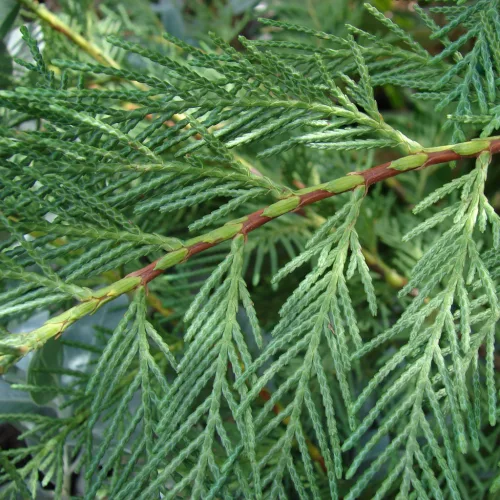 Cupressocyparis leylandii - Leyland ciprus K2 100/120