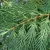 Cupressocyparis leylandii - Leyland ciprus K2 100/120