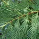 Cupressocyparis leylandii - Leyland ciprus K2 100/120