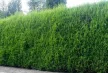 Cupressocyparis leylandii - Leyland ciprus K2 100/120