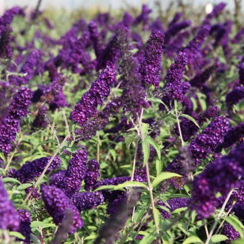 Nyáriorgona - Buddleja davidii 'Black Knight'