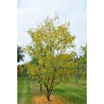   Gleditsia triacanthos 'Skyline' – oszlopos lepényfa K18 200/250 4/6