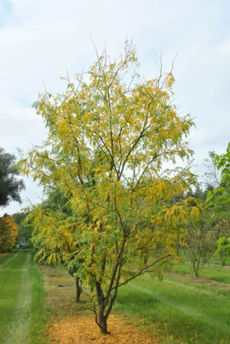 Gleditsia triacanthos 'Skyline' – oszlopos lepényfa K18 200/250 4/6