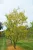 Gleditsia triacanthos 'Skyline' – oszlopos lepényfa K18 200/250 4/6