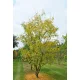 Gleditsia triacanthos 'Skyline' – oszlopos lepényfa K18 200/250 4/6