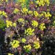 Farkas kutyatej - Euphorbia cyparissias 'Fens Ruby'