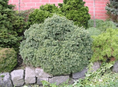 Kék levelű törpe gömbfenyő - Picea glauca 'Echiniformis'