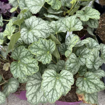 Heuchera 'Green Spice' - Tűzeső K1,5 15/20