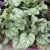Heuchera 'Green Spice' - Tűzeső K1,5 15/20