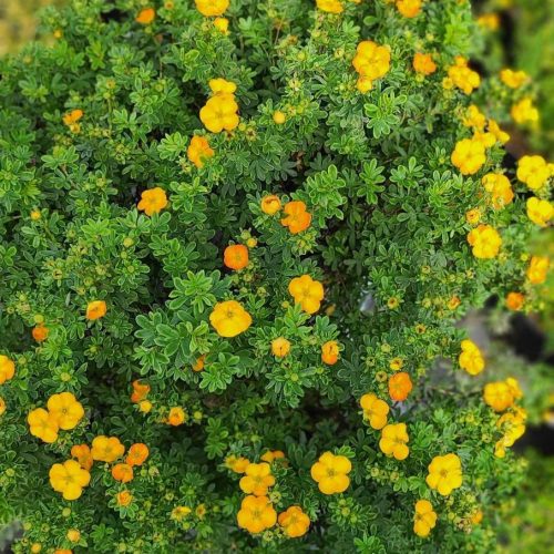 Mangó virágszínű cserjés pimpó - Potentilla fruticosa 'Mango Tango'®