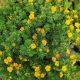Mangó virágszínű cserjés pimpó - Potentilla fruticosa 'Mango Tango'®