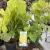 Cercis canadensis 'Hearts of Gold' – aranysárga júdásfa K6 80/100