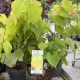 Cercis canadensis 'Hearts of Gold' – aranysárga júdásfa K6 80/100