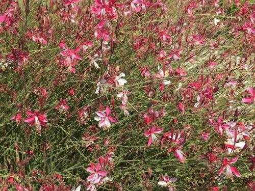 Évelő díszgyertya - Gaura lindheimeri 'Siskiyou Pink'