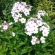 Bugás lángvirág - Phlox paniculata 'White with Eye'