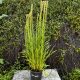 Füzéres díszcsorba - Liatris spicata 