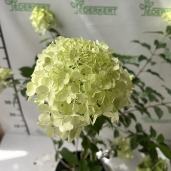   Bugás hortenzia - Hydrangea paniculata 'Polar Bear'®