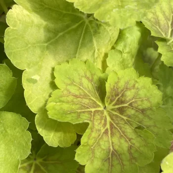 Heuchera 'Delta Dawn' – Tűzeső D14